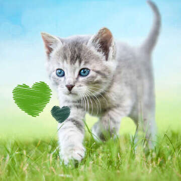 Tierliebe Bubblenavi Katze